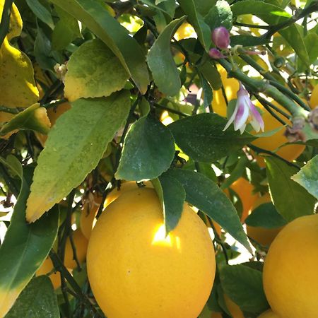 Hotel Lemon Tree Donji Seget Esterno foto