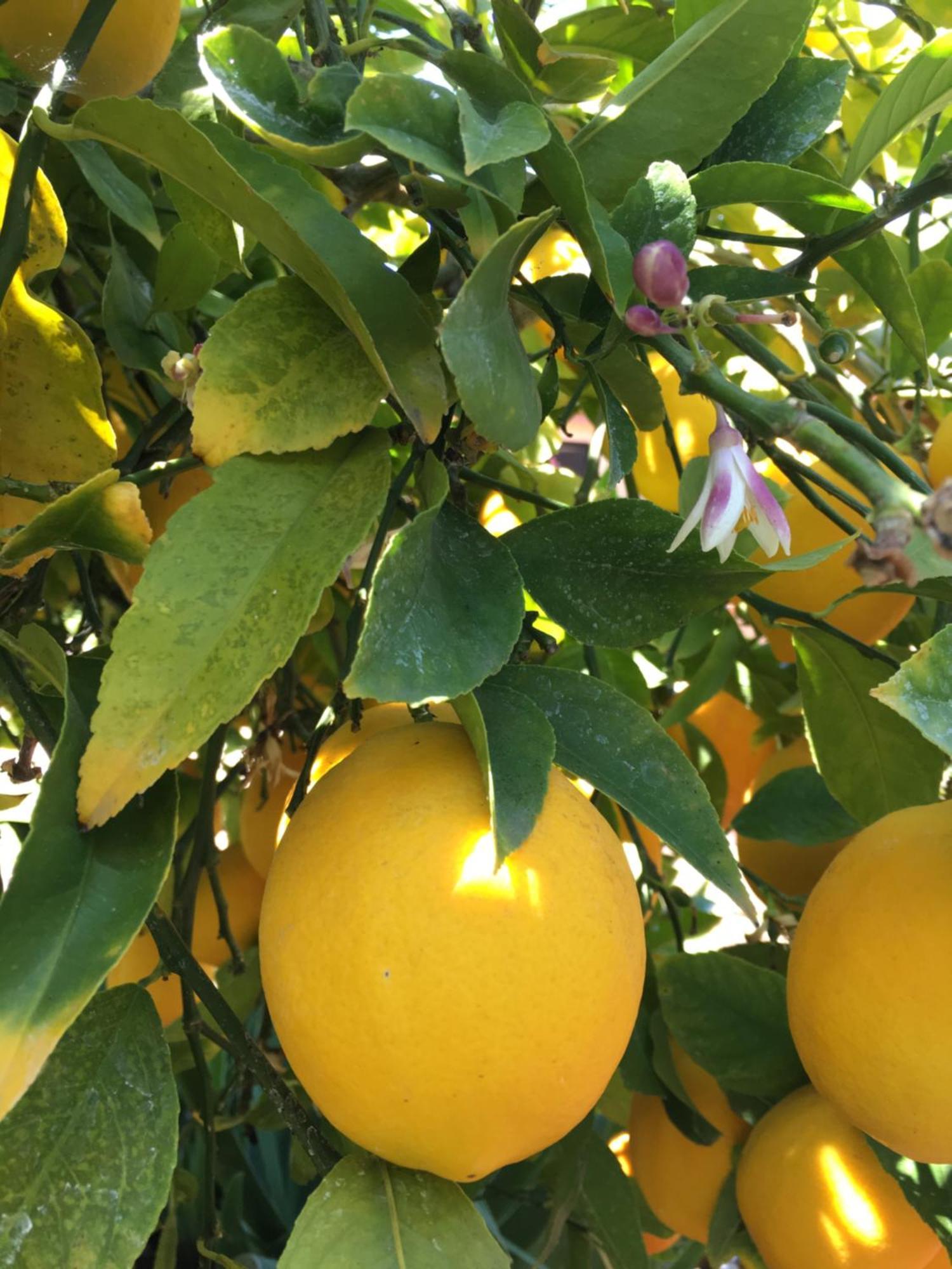 Hotel Lemon Tree Donji Seget Esterno foto