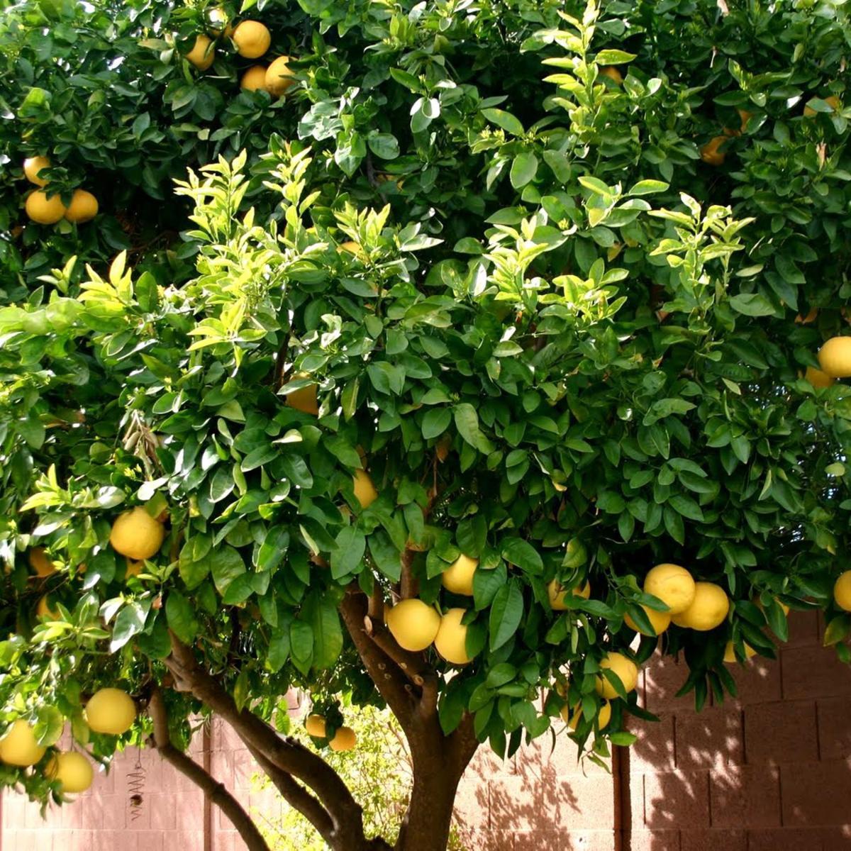 Hotel Lemon Tree Donji Seget Esterno foto